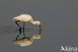 Eurasian Spoonbill (Platalea leucorodia)