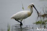Eurasian Spoonbill (Platalea leucorodia)