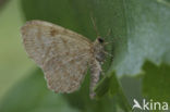 Leverkleurige spanner (Euchoeca nebulata)