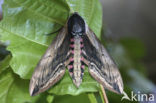 Privet Hawk-moth (Sphinx ligustri)