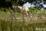 Limousin koe (Bos domesticus)