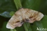 Scorched Wing (Plagodis dolabraria)