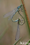 Irish Damselfly (Coenagrion lunulatum)