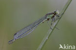 Irish Damselfly (Coenagrion lunulatum)