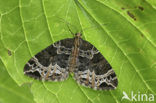 Small Phoenix (Ecliptopera silaceata)