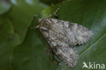 Marmeruil (Polia nebulosa)