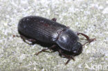 yellow mealworm (Tenebrio molitor)