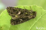 Orache Moth (Trachea atriplicis)