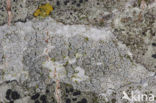 Melige schotelkorst (Lecanora carpinea)