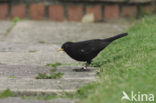 Eurasian Blackbird (Turdus merula)