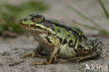 Middelste groene kikker (Rana klepton esculenta