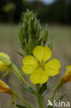 Middelste teunisbloem (Oenothera biennis)