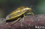 Mijterwants (Aelia acuminata)