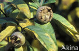 Medlar (Mespilus germanica)
