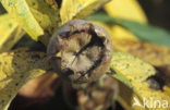 Medlar (Mespilus germanica)