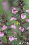 Moeraskartelblad (Pedicularis palustris) 