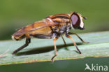 Moeraspendelvlieg (Helophilus hybridus)