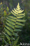 Moerasvaren (Thelypteris palustris)