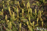 Marsh Clubmoss (Lycopodiella inundata)