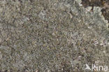 Muurschotelkorst (Lecanora muralis)