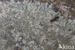 Muurschotelkorst (Lecanora muralis)