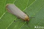 Buff Footman (Eilema depressa)
