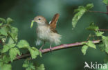 Nachtegaal (Luscinia megarhynchos) 