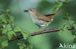 Nachtegaal (Luscinia megarhynchos) 