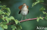 Nachtegaal (Luscinia megarhynchos) 