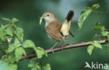 Common Nightingale (Luscinia megarhynchos)