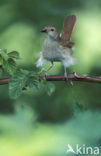 Common Nightingale (Luscinia megarhynchos)