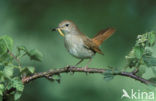 Common Nightingale (Luscinia megarhynchos)