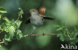 Common Nightingale (Luscinia megarhynchos)