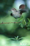 Nachtegaal (Luscinia megarhynchos) 