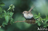 Common Nightingale (Luscinia megarhynchos)