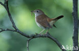 Common Nightingale (Luscinia megarhynchos)