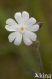 Nachtkoekoeksbloem (Silene noctiflora) 