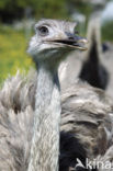 Greater Rhea (Rhea americana) 