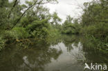 Nationaal Park de Biesbosch