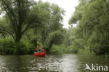 Nationaal Park de Biesbosch