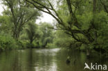 National Park de Biesbosch