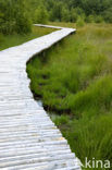 National Park de Groote Peel