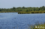 Nationaal Park de Groote Peel