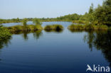 Nationaal Park de Groote Peel