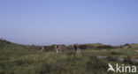 National Park Duinen van Texel