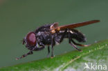 Nazomergitje (Cheilosia impressa)