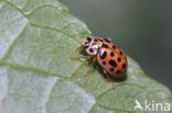 Negentienpuntlieveheersbeestje (Anisosticta novemdecimpunctata)