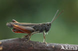 Woodland Grasshopper (Omocestus rufipes)