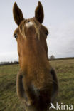 New Forest pony (Equus spp.)