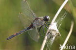 Northern White-faced darter (Leucorrhinia rubicunda)